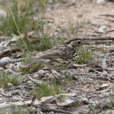 Pyrrholaemus sagittatus (Speckled Warbler) at Michelago, NSW - 13 Oct 2018 by Illilanga