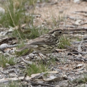 Pyrrholaemus sagittatus at Michelago, NSW - 13 Oct 2018