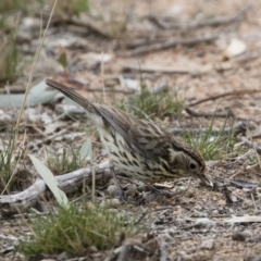 Pyrrholaemus sagittatus at Michelago, NSW - 13 Oct 2018