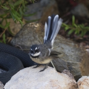 Rhipidura albiscapa at Michelago, NSW - 1 Apr 2018 10:22 AM