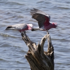 Eolophus roseicapilla (Galah) at Michelago, NSW - 23 Sep 2018 by Illilanga