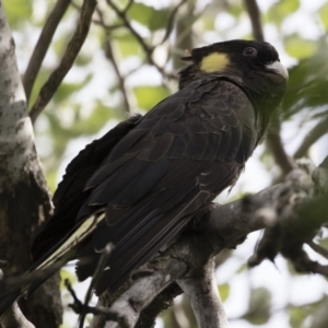 Zanda funerea at Michelago, NSW - 4 Nov 2018