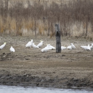 Cacatua galerita at Michelago, NSW - 23 Aug 2018