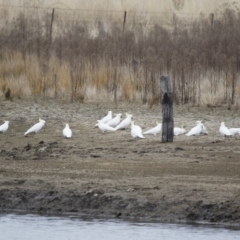 Cacatua galerita at Michelago, NSW - 23 Aug 2018