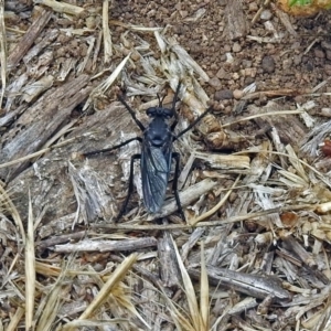 Apothechyla sp. (genus) at Fyshwick, ACT - 17 Nov 2018 12:38 PM