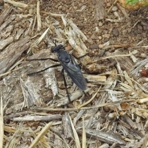 Apothechyla sp. (genus) at Fyshwick, ACT - 17 Nov 2018 12:38 PM