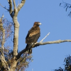 Aquila audax (Wedge-tailed Eagle) at Illilanga & Baroona - 24 Jun 2012 by Illilanga