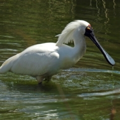 Platalea regia (Royal Spoonbill) at Fyshwick, ACT - 17 Nov 2018 by RodDeb