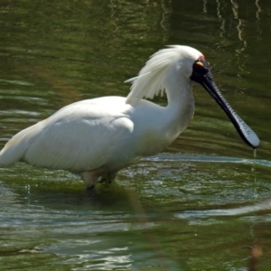 Platalea regia at Fyshwick, ACT - 17 Nov 2018