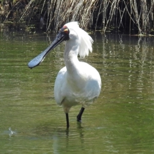 Platalea regia at Fyshwick, ACT - 17 Nov 2018