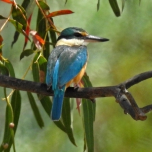 Todiramphus sanctus at Fyshwick, ACT - 17 Nov 2018