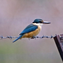 Todiramphus sanctus at Fyshwick, ACT - 17 Nov 2018 12:31 PM