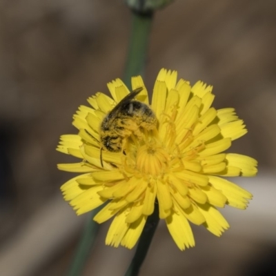 Lasioglossum (Chilalictus) sp. (genus & subgenus) (Halictid bee) at Holt, ACT - 14 Nov 2018 by AlisonMilton