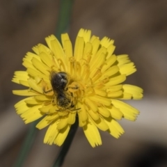 Lasioglossum (Chilalictus) sp. (genus & subgenus) at Holt, ACT - 15 Nov 2018