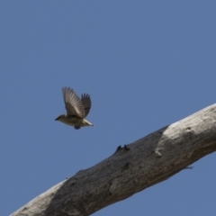 Pardalotus striatus (Striated Pardalote) at Strathnairn, ACT - 15 Nov 2018 by AlisonMilton