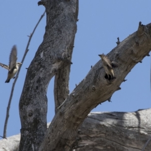 Pardalotus striatus at Strathnairn, ACT - 15 Nov 2018