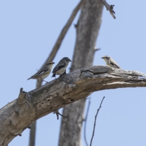 Pardalotus striatus at Strathnairn, ACT - 15 Nov 2018