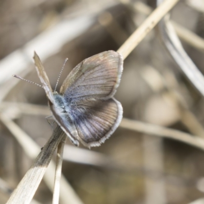 Zizina otis (Common Grass-Blue) at Holt, ACT - 15 Nov 2018 by AlisonMilton