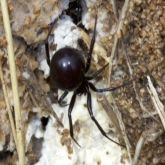 Latrodectus hasselti (Redback Spider) at Undefined - 4 Jun 2018 by jb2602