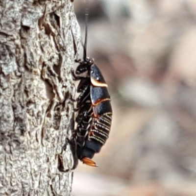 Ellipsidion australe (Austral Ellipsidion cockroach) at Mount Mugga Mugga - 17 Nov 2018 by Mike