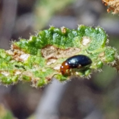 Nisotra sp. (genus) (Flea beetle) at Molonglo Valley, ACT - 31 Oct 2018 by galah681