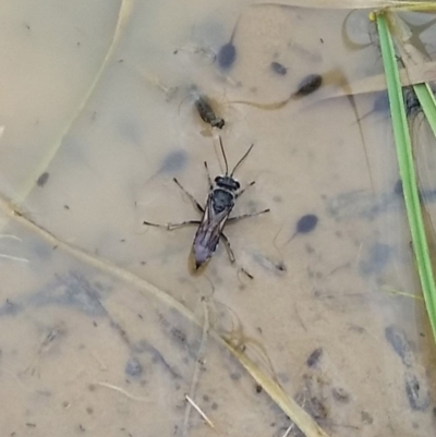 Crabroninae (subfamily) (Unidentified solitary wasp) at Molonglo Valley, ACT - 26 Nov 2017 by galah681