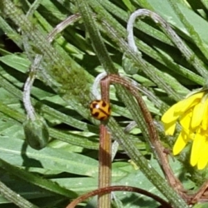 Coccinella transversalis at Molonglo Valley, ACT - 15 Nov 2018