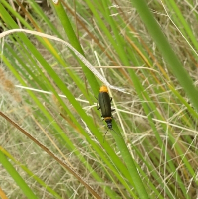 Chauliognathus lugubris (Plague Soldier Beetle) at Sth Tablelands Ecosystem Park - 11 Jan 2018 by galah681