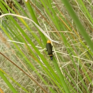 Chauliognathus lugubris at Molonglo Valley, ACT - 11 Jan 2018