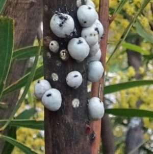 Cryptes baccatus at Molonglo Valley, ACT - 4 Oct 2018