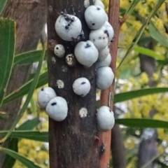 Cryptes baccatus at Molonglo Valley, ACT - 4 Oct 2018