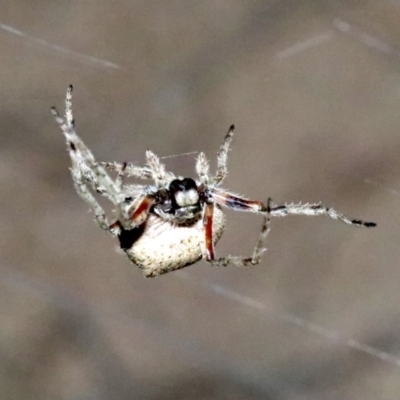 Hortophora transmarina (Garden Orb Weaver) at Undefined - 25 Oct 2018 by jb2602