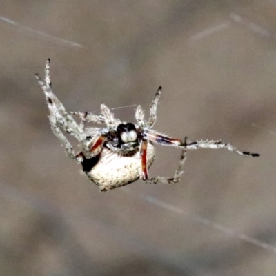 Hortophora transmarina (Garden Orb Weaver) at Undefined - 25 Oct 2018 by jbromilow50