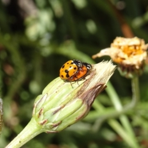 Hippodamia variegata at Molonglo Valley, ACT - 15 Nov 2018 10:32 AM