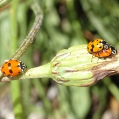 Hippodamia variegata at Molonglo Valley, ACT - 15 Nov 2018