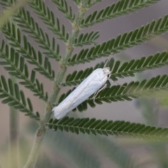 Philobota productella (Pasture Tunnel Moth) at Dunlop, ACT - 15 Nov 2018 by AlisonMilton