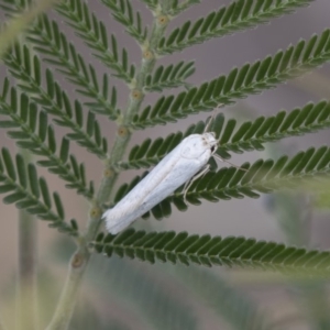 Philobota productella at Dunlop, ACT - 15 Nov 2018 10:16 AM