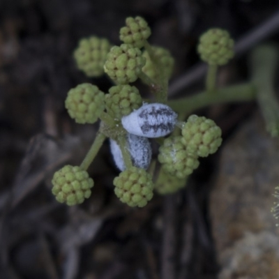 Melanococcus albizziae (Acacia Mealybug) at Dunlop, ACT - 14 Nov 2018 by Alison Milton