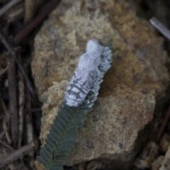 Melanococcus albizziae at Dunlop, ACT - 15 Nov 2018