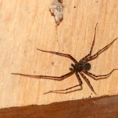 Stiphidion facetum (Hammock-web Spider) at Rosedale, NSW - 26 Oct 2018 by jb2602