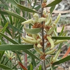 Acacia lanigera var. lanigera (Woolly Wattle, Hairy Wattle) at O'Malley, ACT - 17 Nov 2018 by Mike