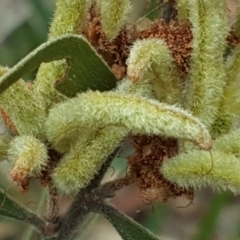 Acacia lanigera var. lanigera at O'Malley, ACT - 17 Nov 2018