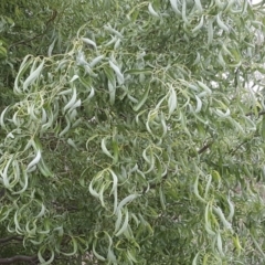 Salix matsudana (Tortured Willow) at Mount Mugga Mugga - 17 Nov 2018 by Mike