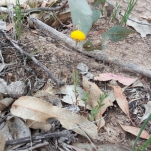 Leptorhynchos squamatus subsp. squamatus at Garran, ACT - 17 Nov 2018