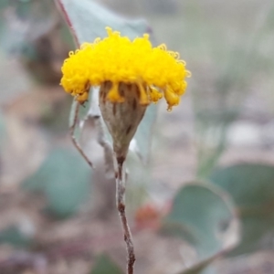 Leptorhynchos squamatus subsp. squamatus at Garran, ACT - 17 Nov 2018