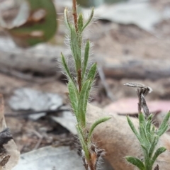 Leptorhynchos squamatus subsp. squamatus at Garran, ACT - 17 Nov 2018 03:05 PM