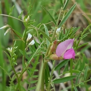 Vicia hirsuta at Garran, ACT - 18 Nov 2018 01:49 PM