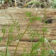 Vicia hirsuta at Garran, ACT - 18 Nov 2018