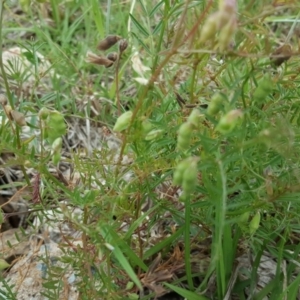 Vicia hirsuta at Garran, ACT - 18 Nov 2018 01:49 PM