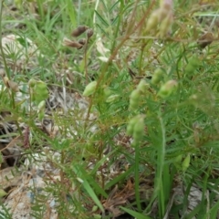 Vicia hirsuta at Garran, ACT - 18 Nov 2018